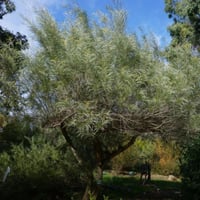 بذور سنط كوريسيا - البلوط الصحراوي ( Acacia coriac...