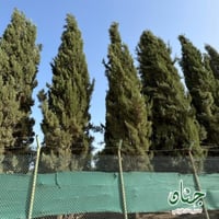 بذور‬ ‫السرو البلدي‬ ‫( Cupressus )