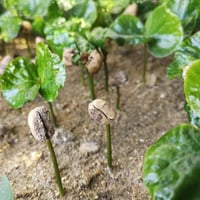 بذور شجيرة القهوة - البن العربي ( Coffea Arabica )