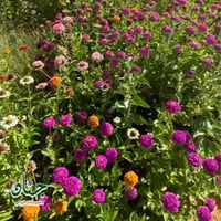 بذور الزينيا الارجوانية ( Zinnia elegans )