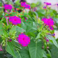 بذور زهرة شب الليل الوردية - الساعة الرابعة ( Mira...