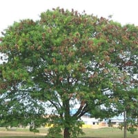 ‫بذور شجرة ليوسينا ( Leucaena leucocephala )‬