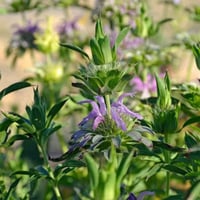 بذور النعناع الليموني ( Monarda citriodora )