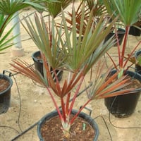 بذور نخيل لاتانيا الاحمر ( Latania lontaroides )