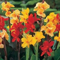 بذور الكنا الهندية ( canna indica )