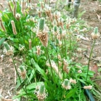 بذور ربلة القاطونة ( Plantago )