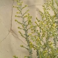 بذور عشبة البعيثران - شيح العطارين ( Artemisia Jud...