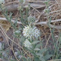 بذور الحرجل ( Solenostemma argel )