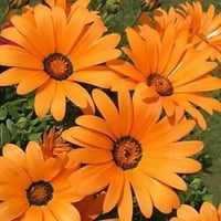 بذور زهور الاقحوان الافريقي البرتقالي ( Dimorphoth...