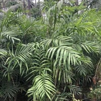 بذور نخيل شاميدوريا ( Chamaedorea elegans )