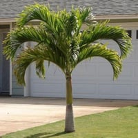 بذور نخيل مانيلا - فيتشيا ( Veitchia merrillii )