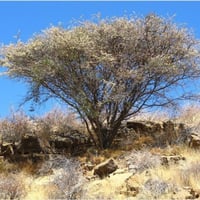 بذور الطلح العسلي - الضبة ( Acacia mellifera )