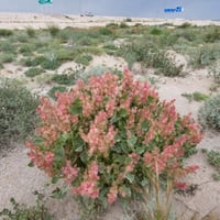 بذور الحميض ( Rumex vesicarius )