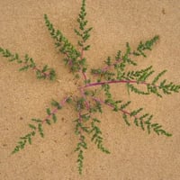 بذور شجيرة الروثة الرعوية ( Salsola vermiculata )