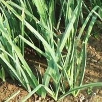 بذور الكراث ( Allium ampeloprasum )