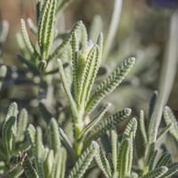 بذور الضرم - اللافندر البري ( lavandula dentata )