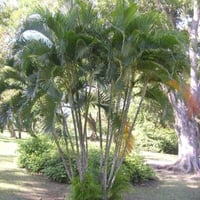 بذور نخيل الاريكا الصفراء ( Dypsis lutescens )