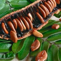 بذور شجرة كاسيا الوردية ( Cassia Grandis )