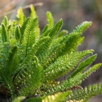 بذور الأخيلية العطرية البيضاء ( Achillea millefoli...