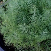 بذور نبات الشبت ( Anethum graveolens )