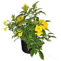 ‫بذور شجرة تيكوما ستانس‬ ( Tecoma Stans )