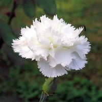 ‫بذور زهرة القرنفل الأبيض ( Dianthus caryophyllus...