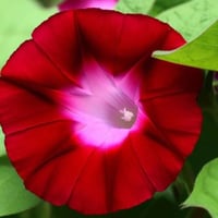 بذور مجد الصباح - ايبوميا الحمراء ( Ipomoea nil )