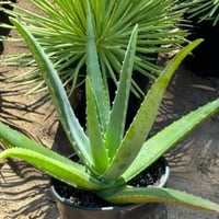 بذور صبار الالوفيرا ( Aloe barbadensis )