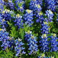 بذور زهور الترمس الازرق ( Lupinus texensis )