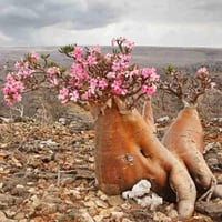 بذور العدنة - الادينيوم ( Adenium obesum )