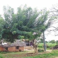 بذور شجرة الليلك المكسيكي ( Gliricidia sepium )