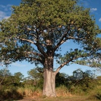 ‫بذور شجرة التبلدي - الباوباب‬ ( Adansonia )
