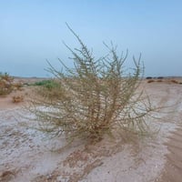بذور شجيرة العراد ( Salsola cyclophylla )