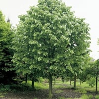 بذور شجرة الزيزفون الفضي ( Tilia tomentosa )