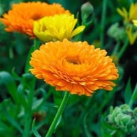 بذور أذريون - كلانديولا ( Calendula officinalis )