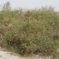 بذور القرضي ( Ochradenus baccatus )