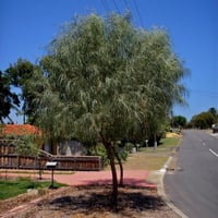 بذور سنط كوريسيا - البلوط الصحراوي ( Acacia coriac...