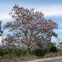 بذور شجرة باولونيا الاميرة ( Paulownia tomentosa )