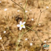بذور عشبة الظبي - السمنة ( gypsophila copillaris )