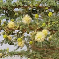 بذور شجرة الطلح النجدي ( Acacia gerrardii )