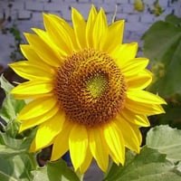 بذور دوار الشمس الأصفر ( Helianthus annuus )