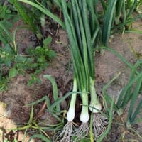 بذور بصل اخضر اسباني ( Allium cepa )