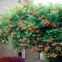 بذور متسلقة البوق ( Campsis radicans )