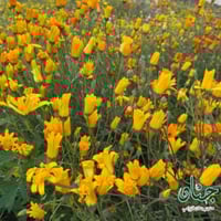 بذور الاقحوان الافريقي برتقالي واصفر ( Dimorphothe...