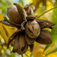 بذور شجرة جوز البيكان ( Carya illinoinensis )