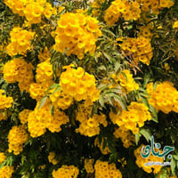 ‫بذور تيكوما ستانس‬ ( Tecoma Stans )