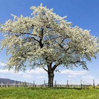 بذور شجرة الكرز الاسود ( Prunus serotina )
