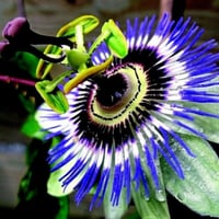 بذور الباشن فروت الأصفر - زهرة الساعة ( Passiflora...