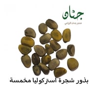بذور شجرة استركوليا مخمسة ( Brachychiton populneus...