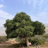 بذور شجرة الضبر - المصع ( Dobera Glabra )